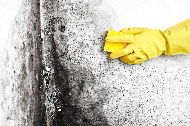 Best Mold Testing  in Captain Cook, HI