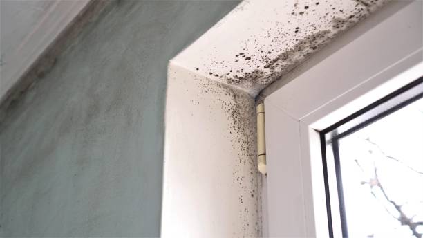 Best Black Mold Removal  in Captain Cook, HI