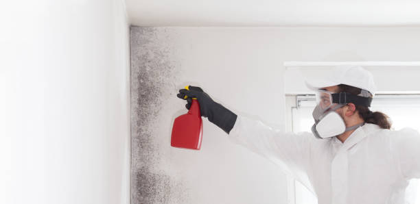 Best Same-Day Mold Removal  in Captain Cook, HI