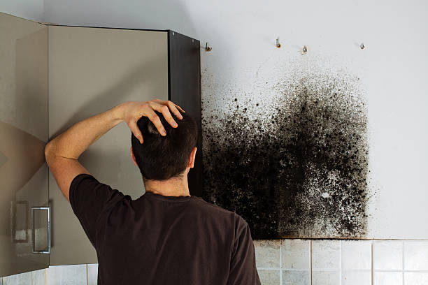 Best Best Mold Removal Companies  in Captain Cook, HI