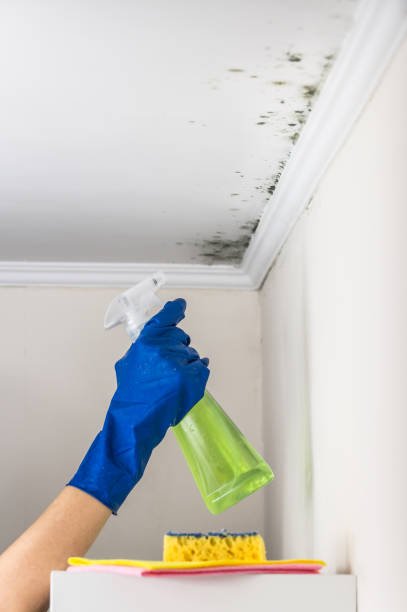 Best Mold Cleaning Services  in Captain Cook, HI